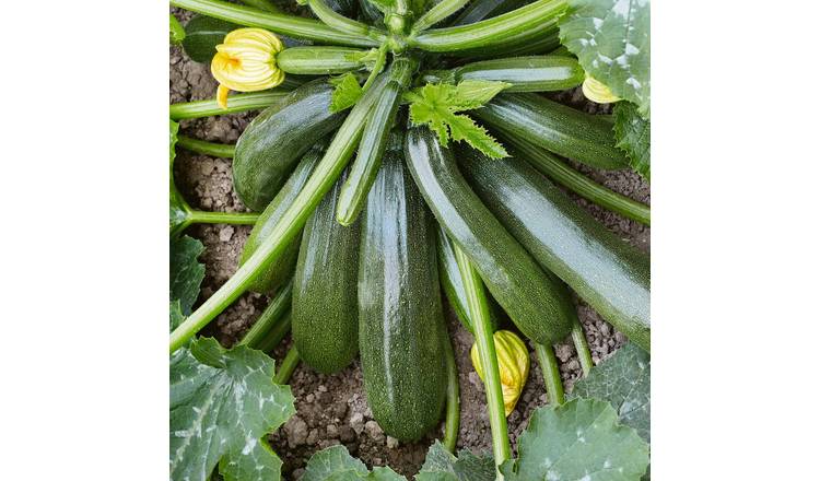 Unwins Courgette 'Jaguar' F1- 6 Seeds