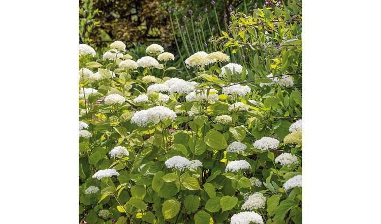 Marshalls Garden Hydrangea 'Strong Annabelle'