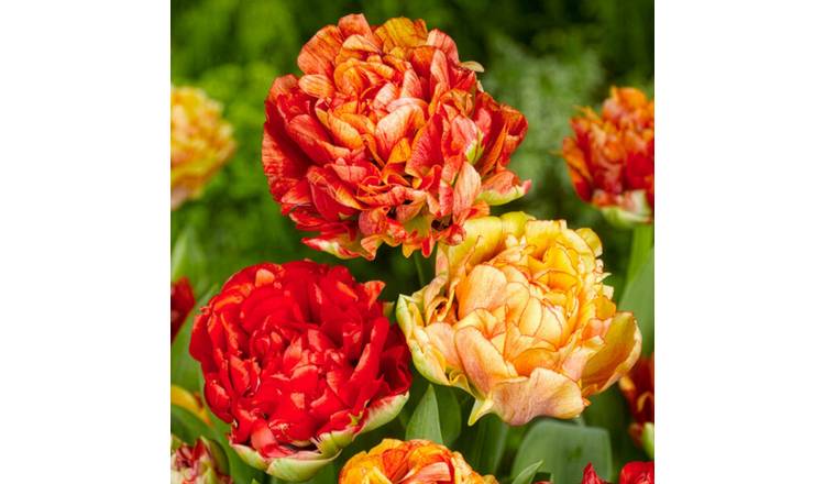 Marshalls Garden Tulip 'Gudoshnik Double' - 10 Bulbs