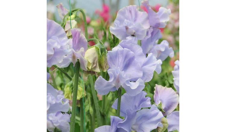 Unwins Sweet Pea Seeds Charlie's Angel -  RHS AGM - 21 Seeds