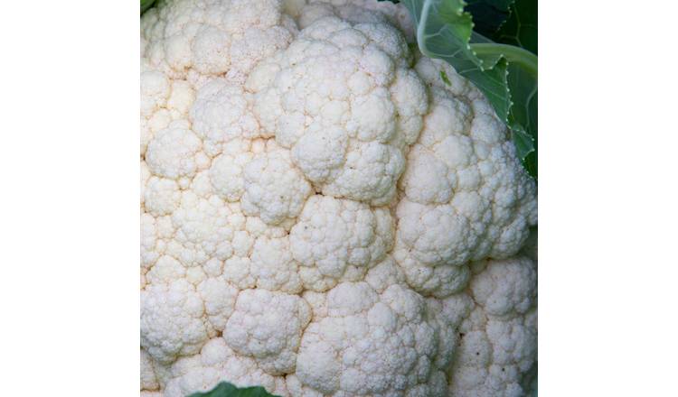 Marshalls Garden Cauliflower Seeds 'Jerome' F1 Rhs Agm - 30 Seeds