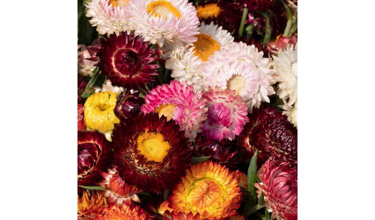 Unwins Strawflower Seeds 'King Size' - 250 Seeds