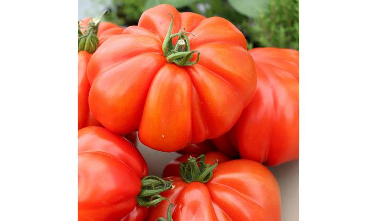 Marshalls Garden Tomato Seeds Corazon F1 Oxheart Beefsteak Variety  -5 Seeds