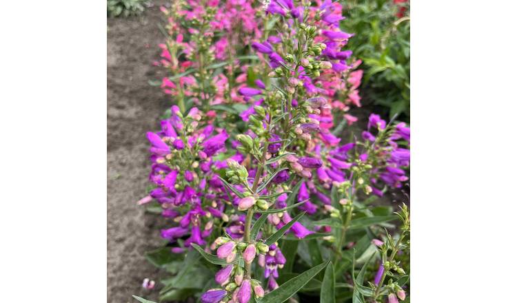 Marshalls Garden Penstemon Seeds 'Barbatus Mix ' - 250 Seeds
