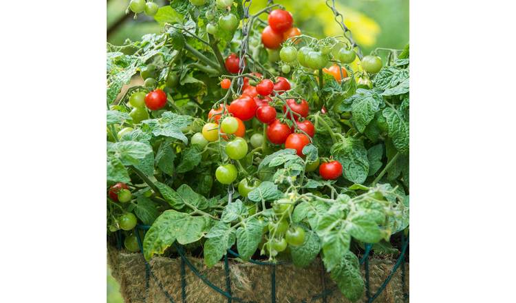 Marshalls Garden Tomato Seeds Cherry Bitonto F1 Compact Patio Variety - 8 Seeds