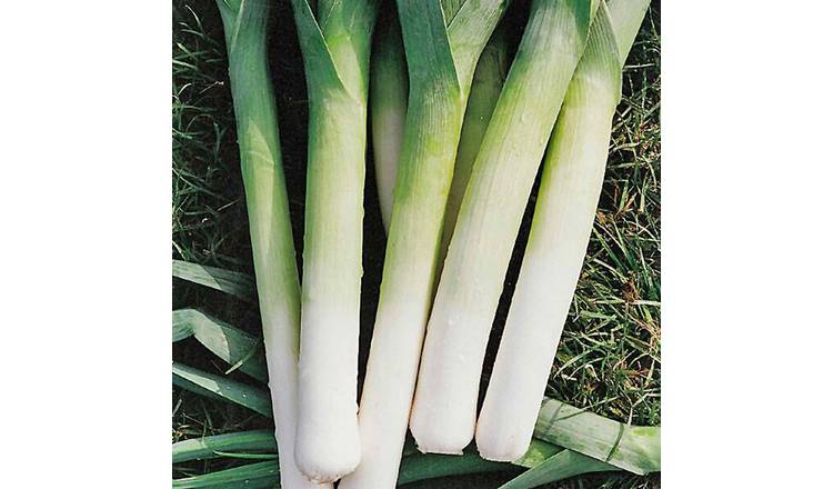 Marshalls Garden Porbella Leek Seeds - Hardy, High-Yield Winter - 350 Seeds
