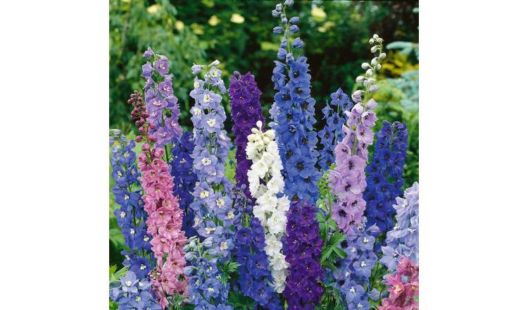 Unwins Delphinium Seeds 'Pacific Giants' - 120 Seeds