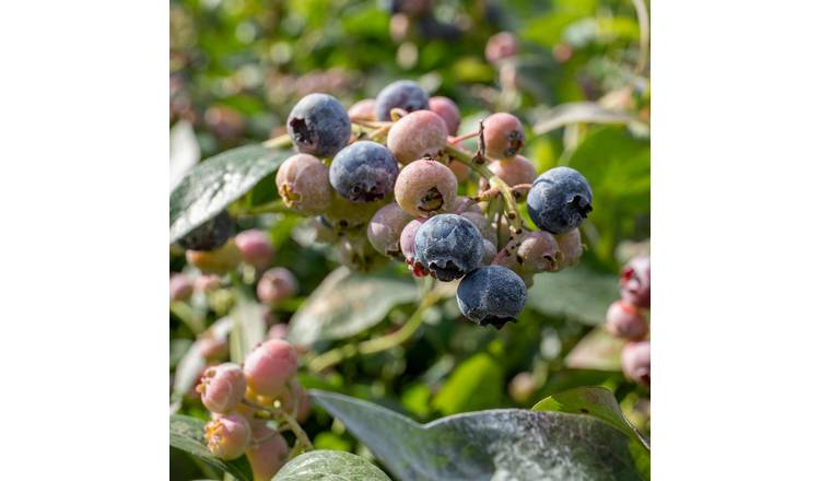 Marshalls Garden Blueberry Goldtraube - 2 Litre Plant