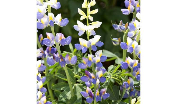 Unwins Lupin Seeds 'Blue Javelin' - 15 Seeds
