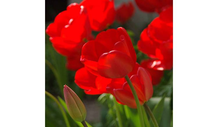 Marshalls Garden Tulip 'Red Impression' - 12 Bulbs