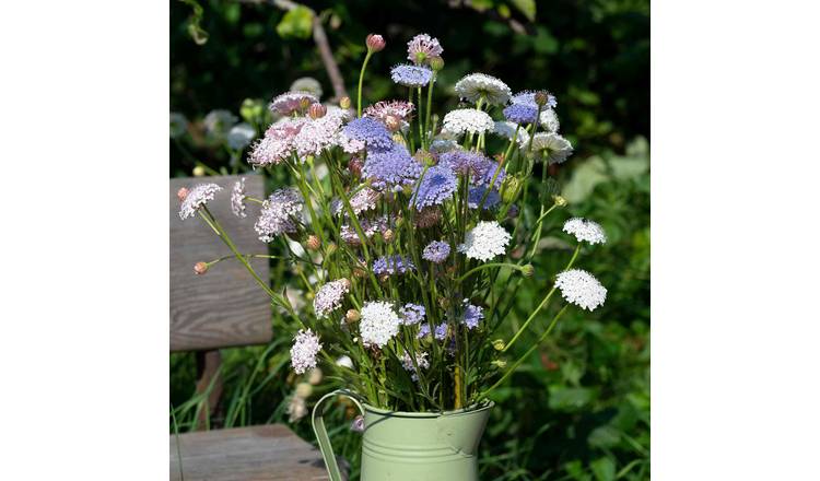 Unwins Blue Lace Flower Seeds 'Lace Heavenly Umbels' - 250 Seeds
