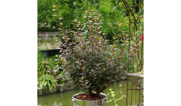 Marshalls Garden Physocarpus 'Little Joker'  - 3 Litre Plant