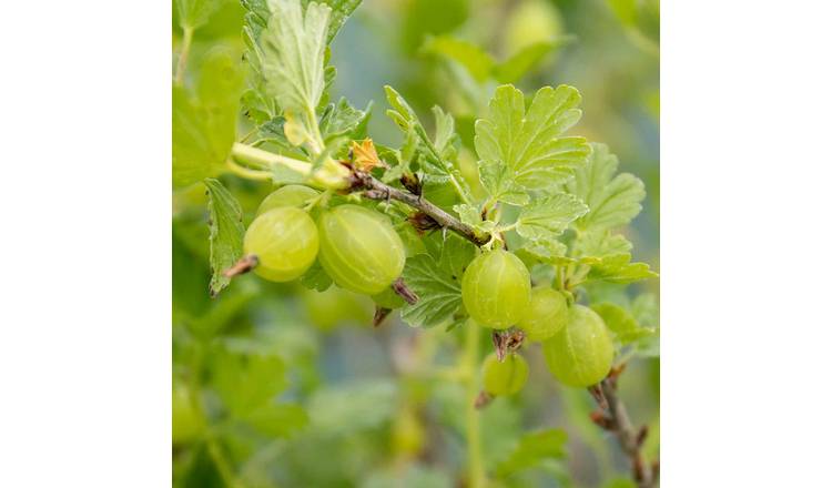 Marshalls Garden Gooseberry Standard 'Hinnonmaki Green' - 5 Litre Plant