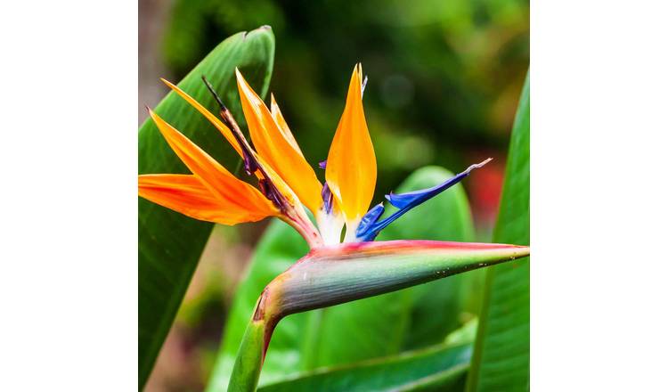 Unwins Bird of Paradise Seeds - 10 Seeds
