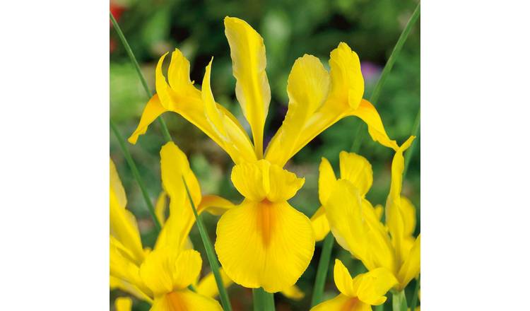 Marshalls Garden Iris Hollandica 'Crown Jewel' - 10 Bulbs
