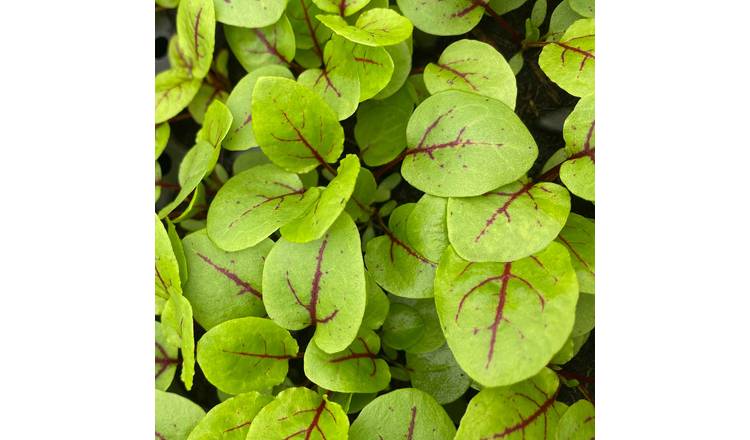 Marshalls Garden Sorrel Seeds 'Red Veined' (Rumex Sanguinues) - 500 Seeds