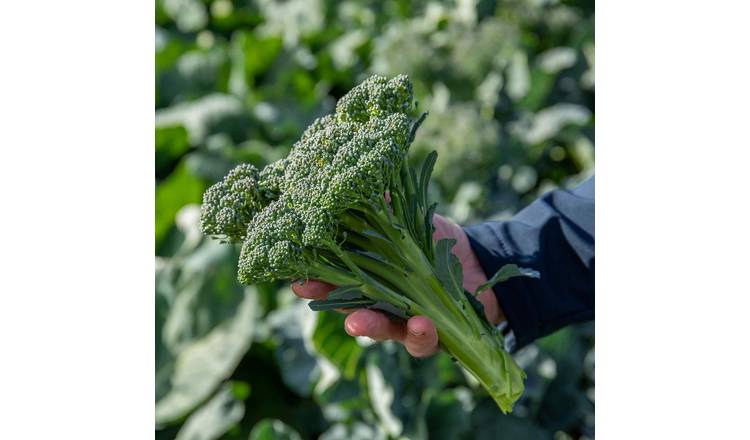 Marshalls Garden Broccoli Seeds 'Royal Tenderette' F1 - Stem Broccoli - 50 Seeds
