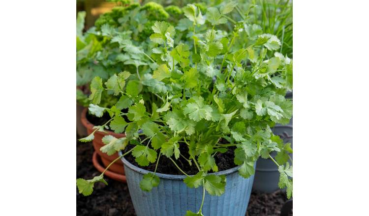 Marshalls Garden Coriander - 3 x 9cm Plants