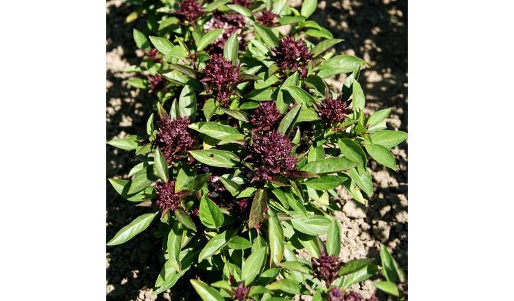 Marshalls Garden Thai Basil Seeds (Ocimum Basilicum) - 350 Seeds