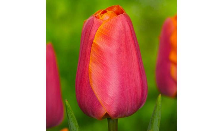 Marshalls Garden Tulip 'Jimmy' - 8 Bulbs