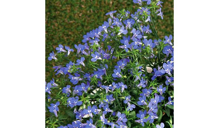 Unwins Lobelia Seeds 'Sapphire' - 1000 Seeds
