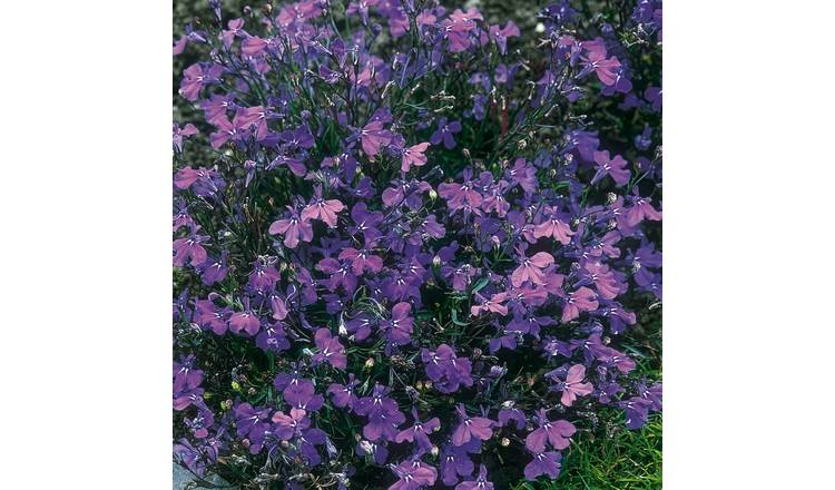 Unwins Lobelia 'Crystal Palace' - 1000 Seeds