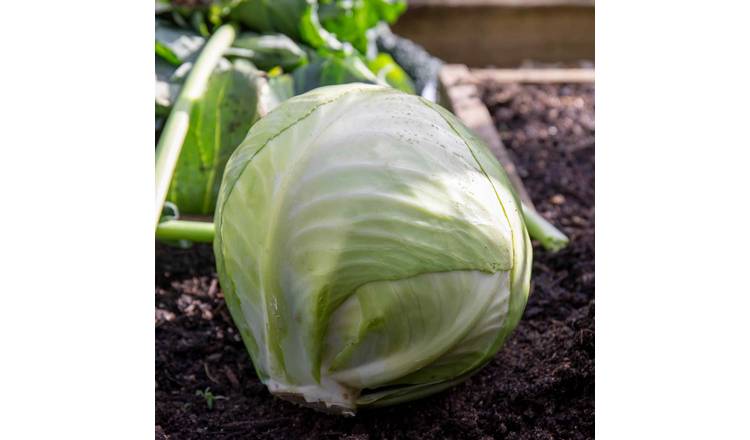 Marshalls Garden Primo 2 Cabbage Seeds - 500 Seeds