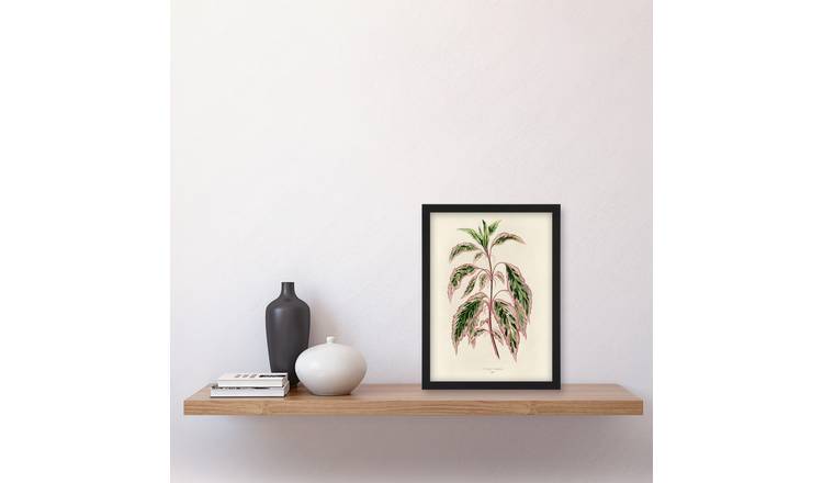 Vintage Botanical Rose Mallow Fawcett Framed Art Print - A4
