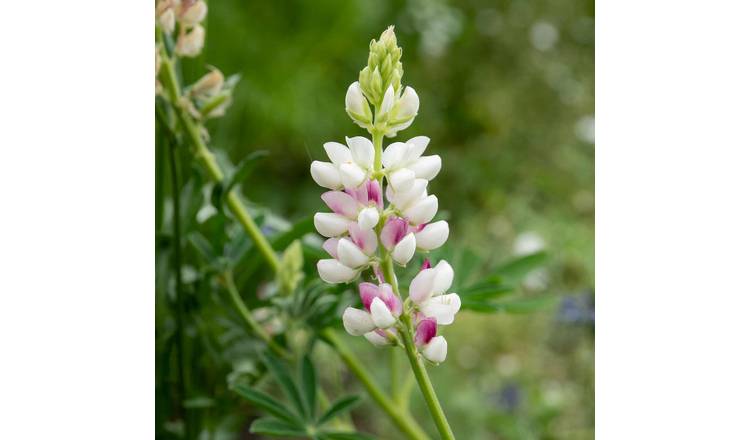 Unwins Lupin Seeds 'Pink Fairy' - 40 Seeds