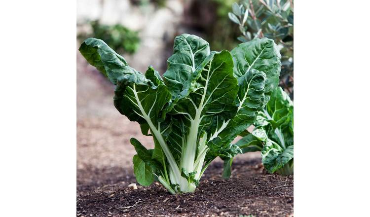Marshalls Garden Swiss Chard Seeds Fordhook Giant - 500 Seeds