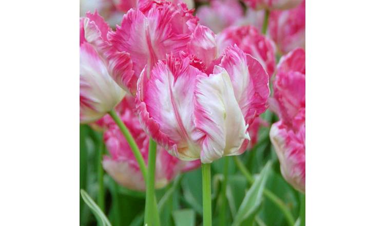 Marshalls Garden Tulip 'Silver Parrot' - 8 Bulbs