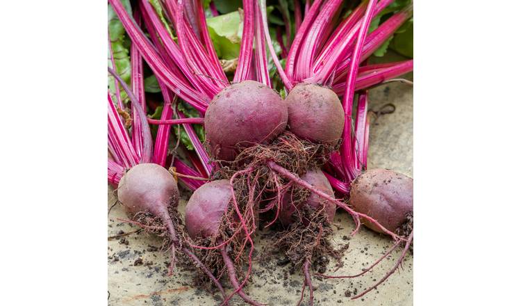 Marshalls Garden Beetroot Seeds Boltardy -  400 Seeds