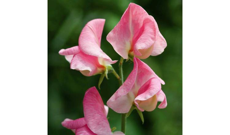 Unwins Sweet Pea Seeds 'Emily' - 21 Seeds