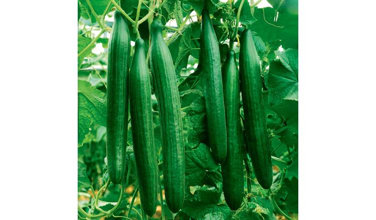 Marshalls Garden Cucumber Seeds 'Telegraph Improved' RHS AGM Heirloom - 10 Seeds