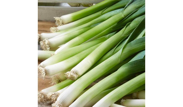 Marshalls Garden Leek 'Jolant' - 12 Garden Ready Plants