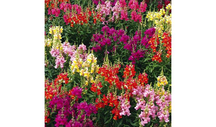 Unwins Antirrhinum Seeds 'Giant Rust Resistant' - 1700 Seeds