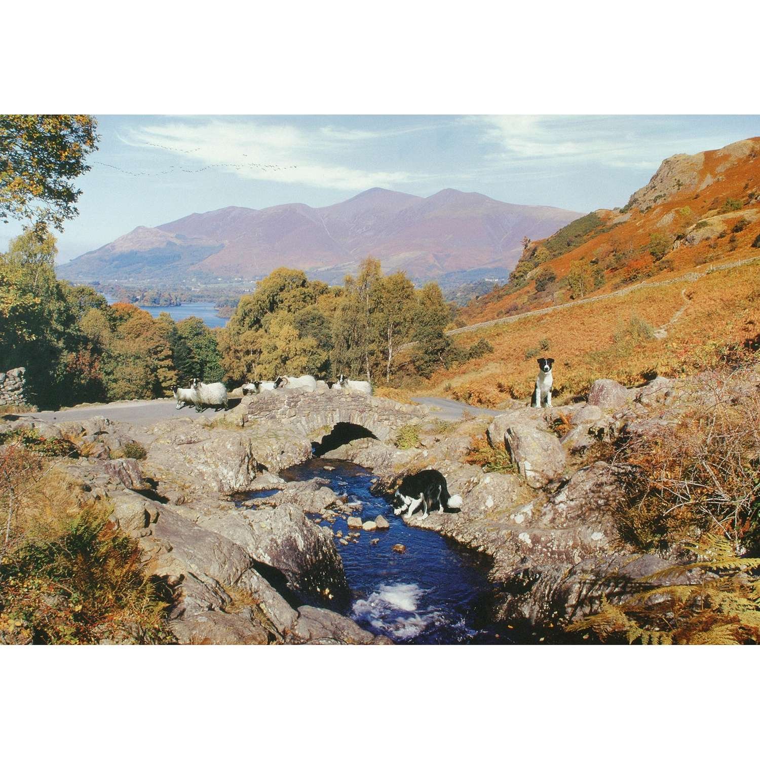 The House of Puzzles Thirsty Work 1000 Piece Puzzle 3 Years + - Image 2