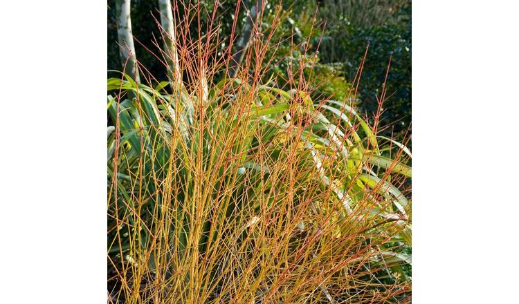 Marshalls Garden Cornus sanguinea 'Midwinter Fire' - 9cm Plant