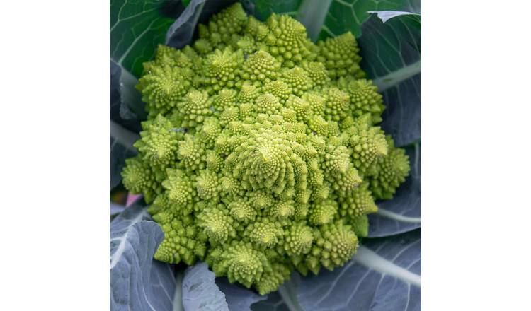 Marshalls Garden Cauliflower Seeds Romanesco Celio - 25 Seeds