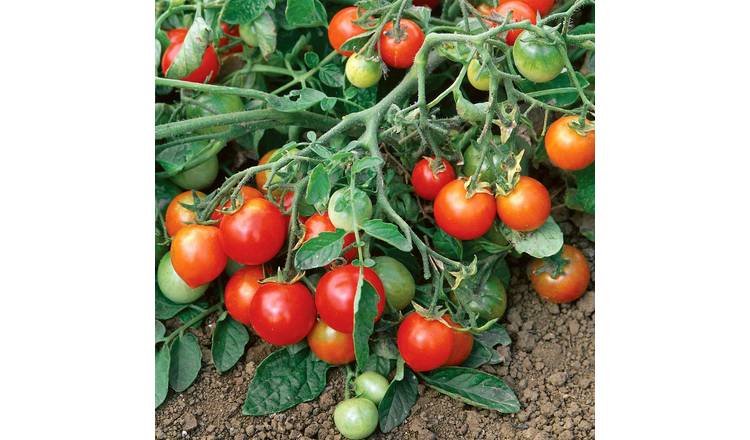 Marshalls Garden Red Alert F1 Tomato Seeds - Extra-Early Bush Cherry - 25 Seeds