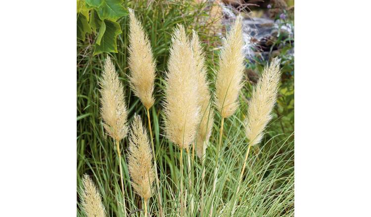 Marshalls Garden Cortaderia Selloana 'Tiny Pampa'  - 3 x 9cm Plants