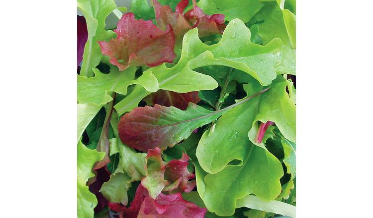 Unwins Salad Baby Leaf Seeds Mix - 500 Seeds