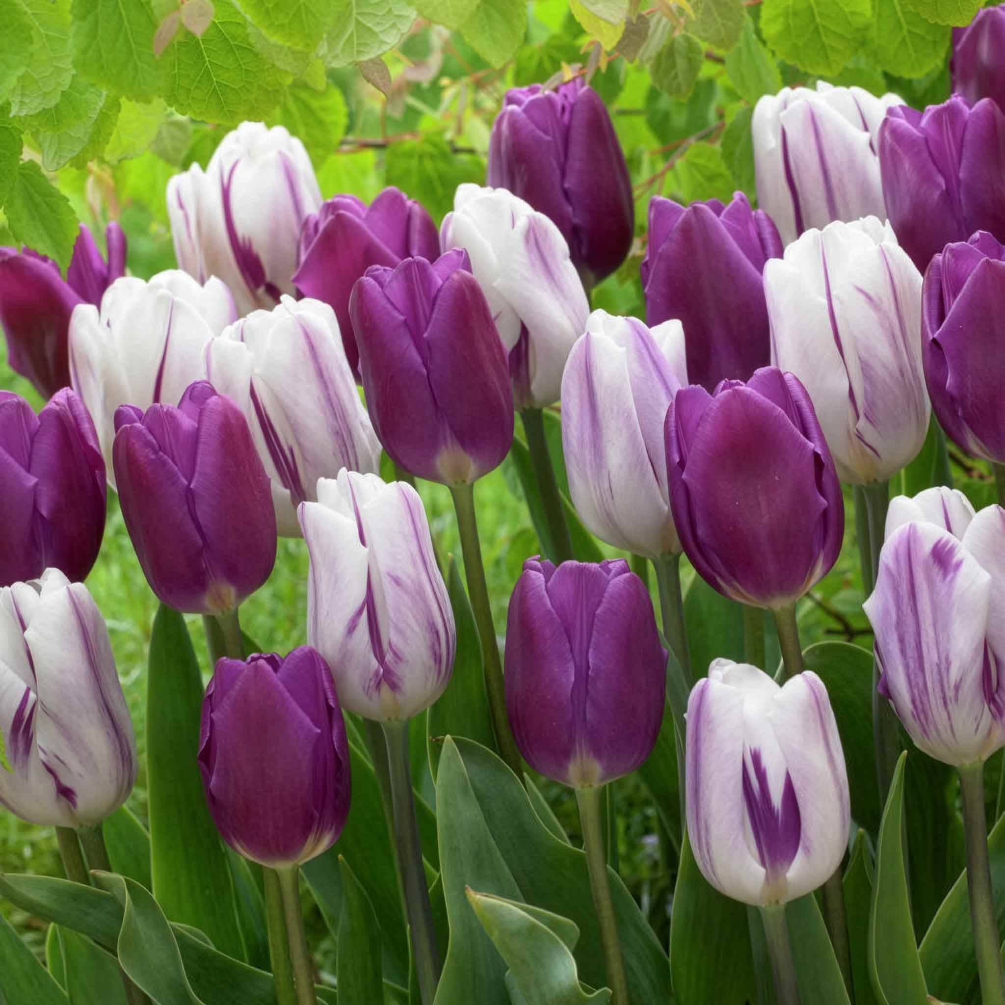 Marshalls Garden Tulip 'Atlantic Mix' - 20 Bulbs - Image 1