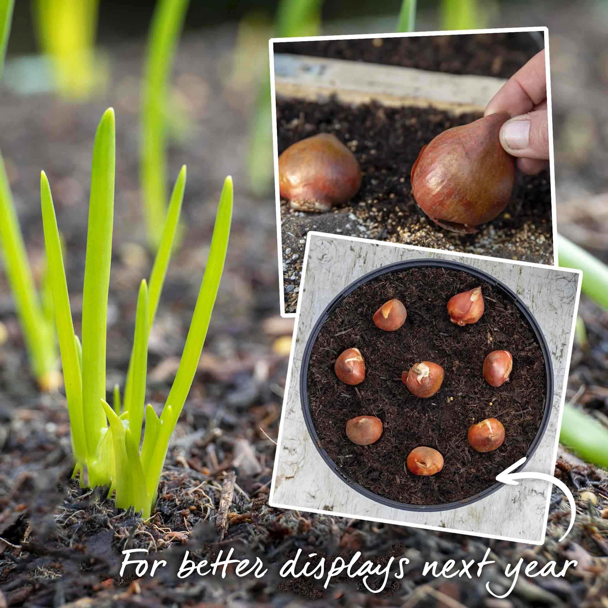 Marshalls Garden Tulip 'Atlantic Mix' - 20 Bulbs - Image 3