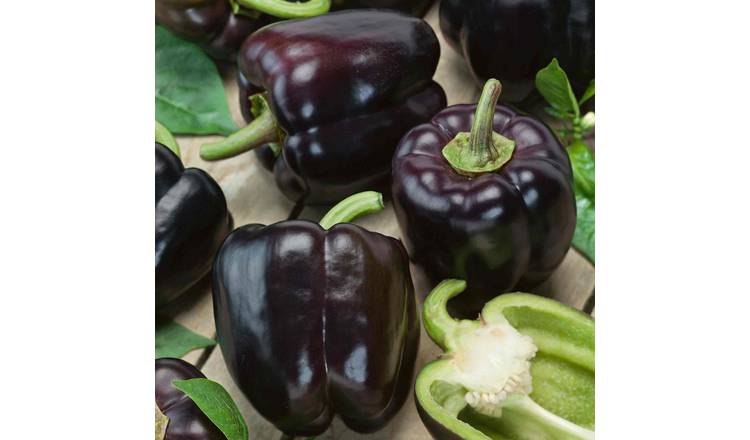 Marshalls Garden Sweet Cardinal F1 Pepper Seeds - 15 Seeds