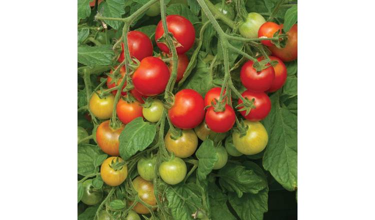 Marshalls Garden Tomato Seeds 'Cherry Falls' F1 - 10 Seeds