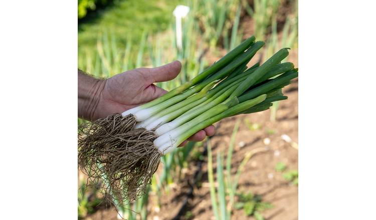Marshalls Garden Spring Onion Seeds 'White Lisbon' - 750 Seeds