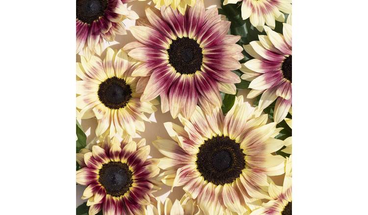 Marshalls Garden Sunflower Seeds 'Summer Lovin' - 15 Seeds