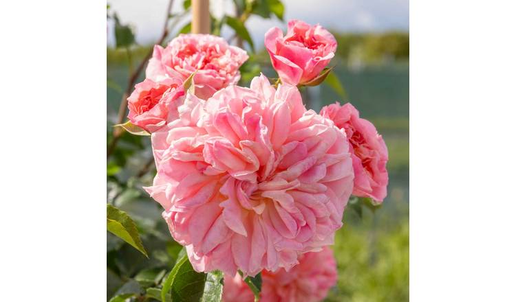 Marshalls Garden Rose 'Pirouette' -  4.5 Litre Plant