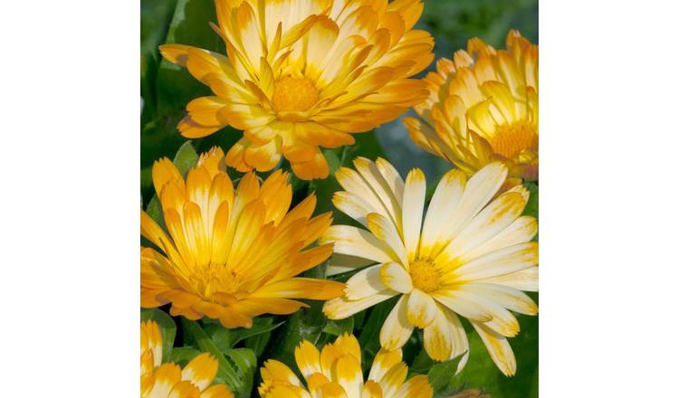 Marshalls Garden Calendula Seeds 'Oopsy Daisy' - 100 Seeds